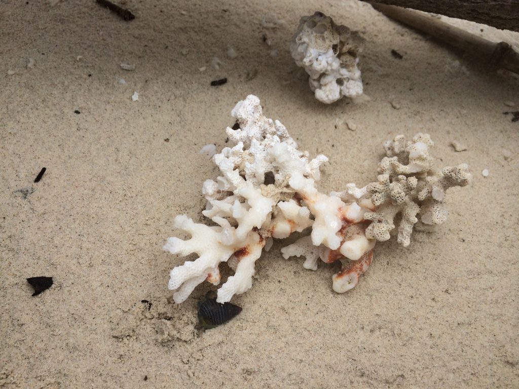 Coral de Isla Iguana, Pedasí, Panamá
