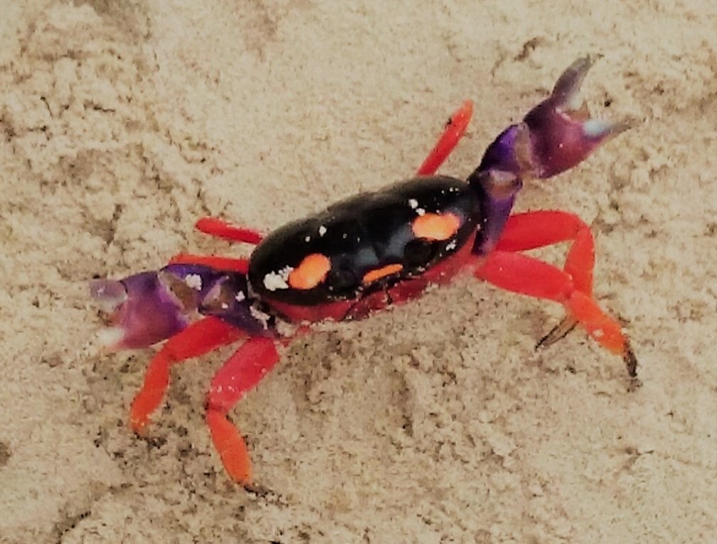 Cangrejo de mangle, cangrejo de tierra, Isla Iguana, Pedasí, Panamá