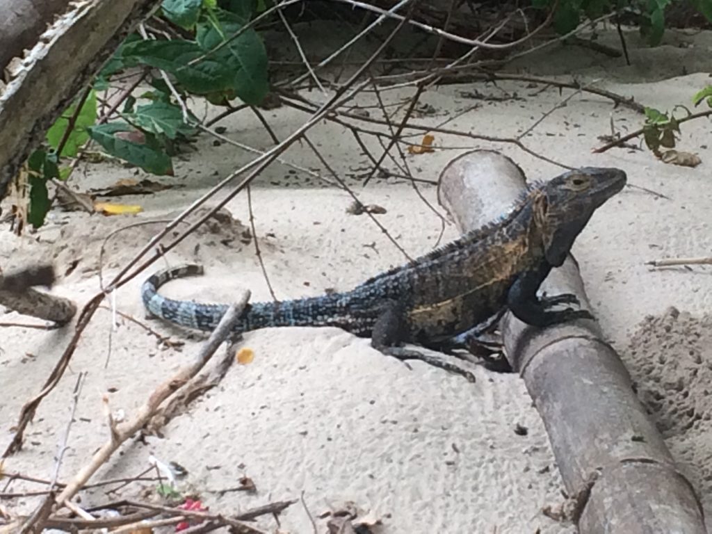 Iguana negra, Iguana rayada, Isla Iguana, Pedasí, Panamá