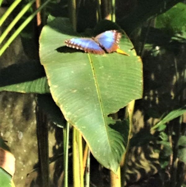 MARIPOSA EN EL VALLE DE ANTÓN